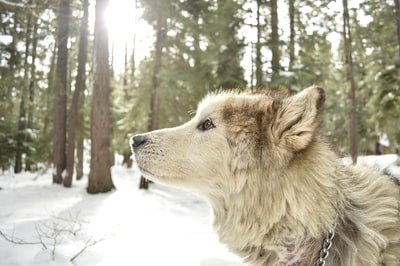 白色的雪森林狼
